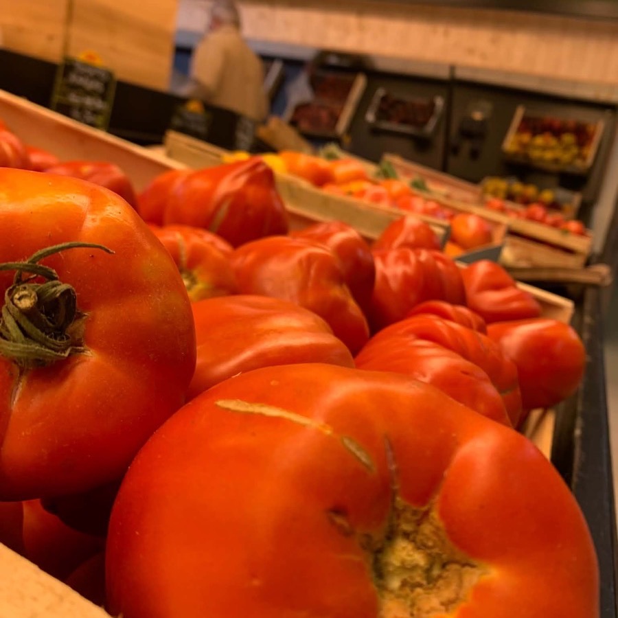 Courgettes tout juste récoltées