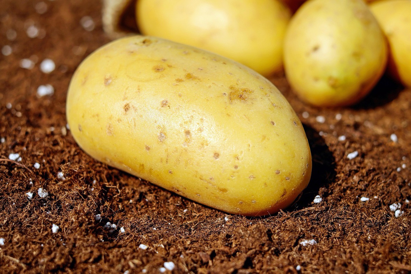 Pommes de terre fraîchement récoltées